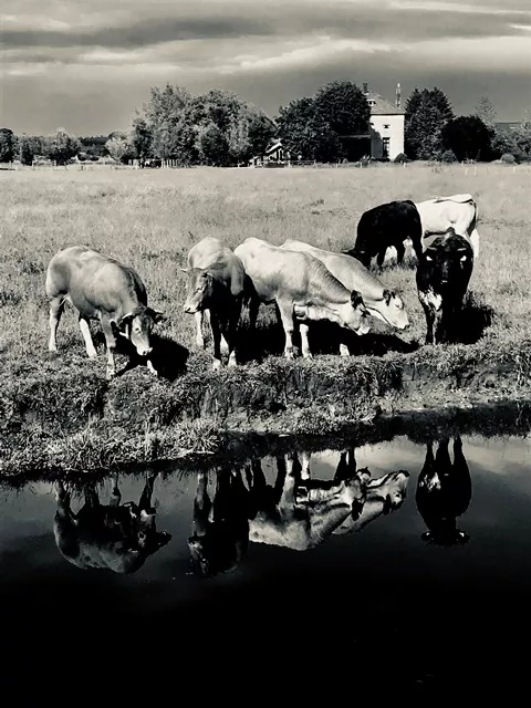 Cows 4