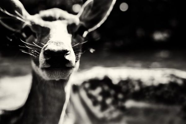 Deer 2