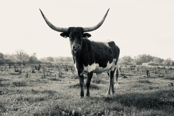 Texas Longhorn 1