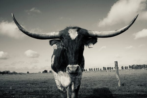 Texas Longhorn 10