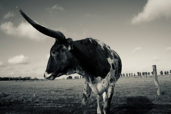 Texas Longhorn 11