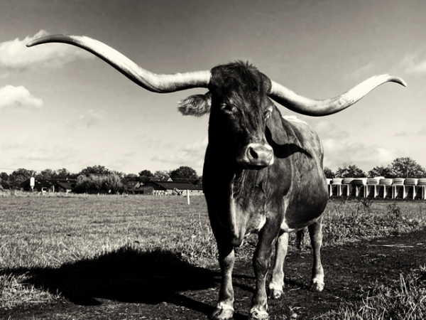 Texas Longhorn 15