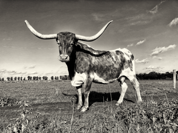 Texas Longhorn 16
