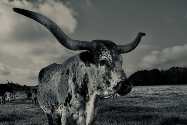 Texas Longhorn 2
