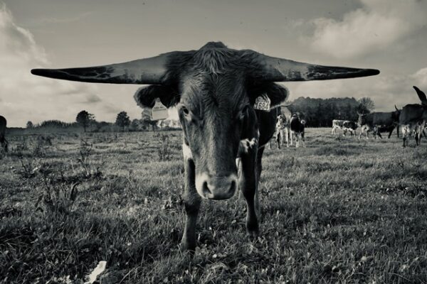 Texas Longhorn 3