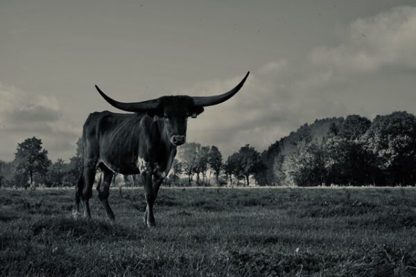Texas Longhorn 4