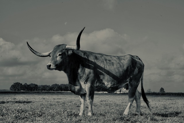 Texas Longhorn 5