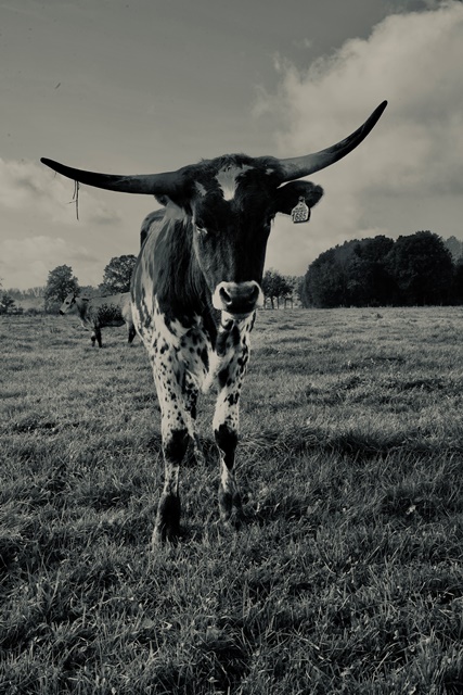 Texas Longhorn 6