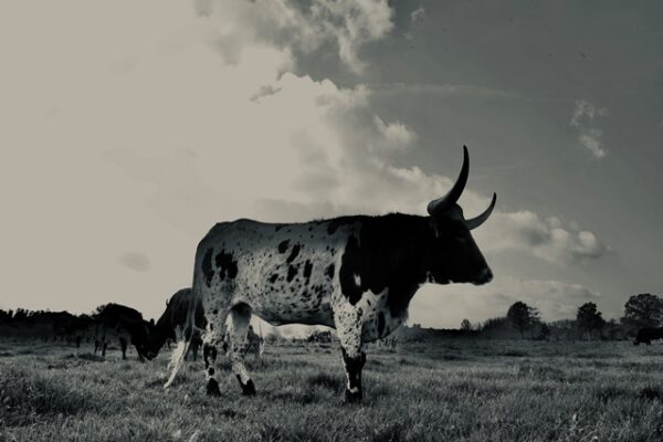 Texas Longhorn 7