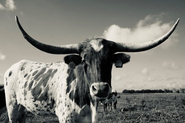 Texas Longhorn 9