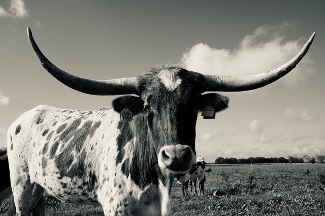 Texas Longhorn 9