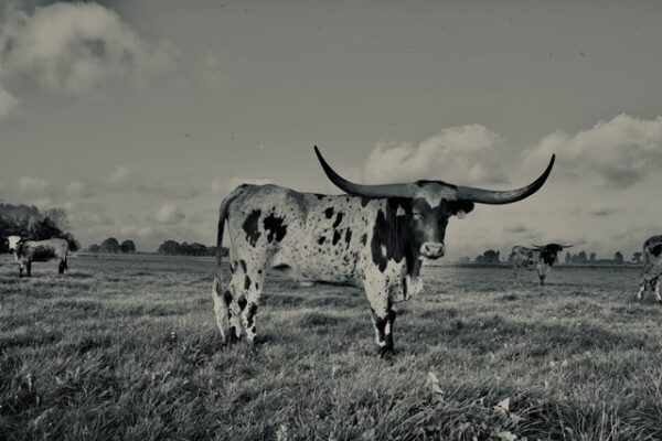 Texas Longhorns Apart