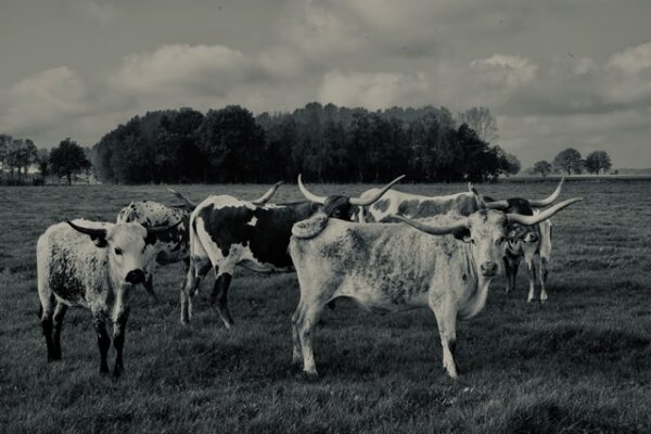 Texas Longhorns Family