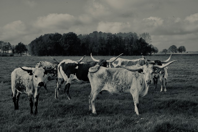 Texas Longhorns Family