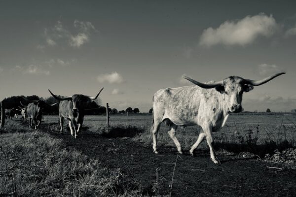 Texas Longhorns Walk